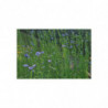 Art Postcards March (2025)