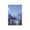 January Moon.