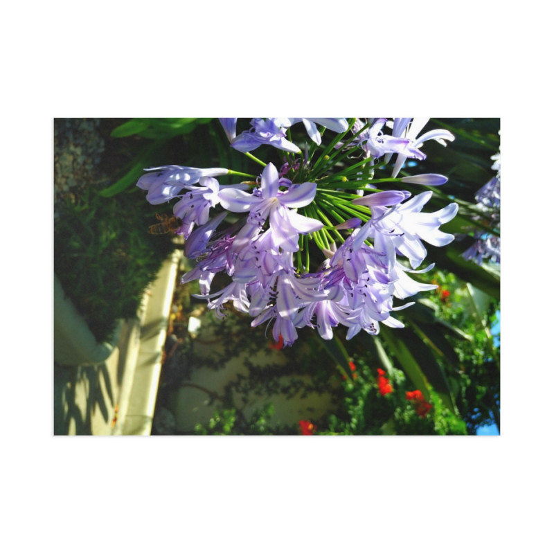 April Glory