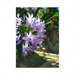 April Glory