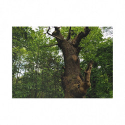 Ancient Oak in Spring