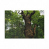 Ancient Oak in Spring