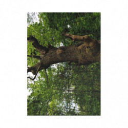 Ancient Oak in Spring
