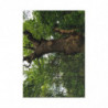 Ancient Oak in Spring