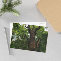 Ancient Oak in Spring