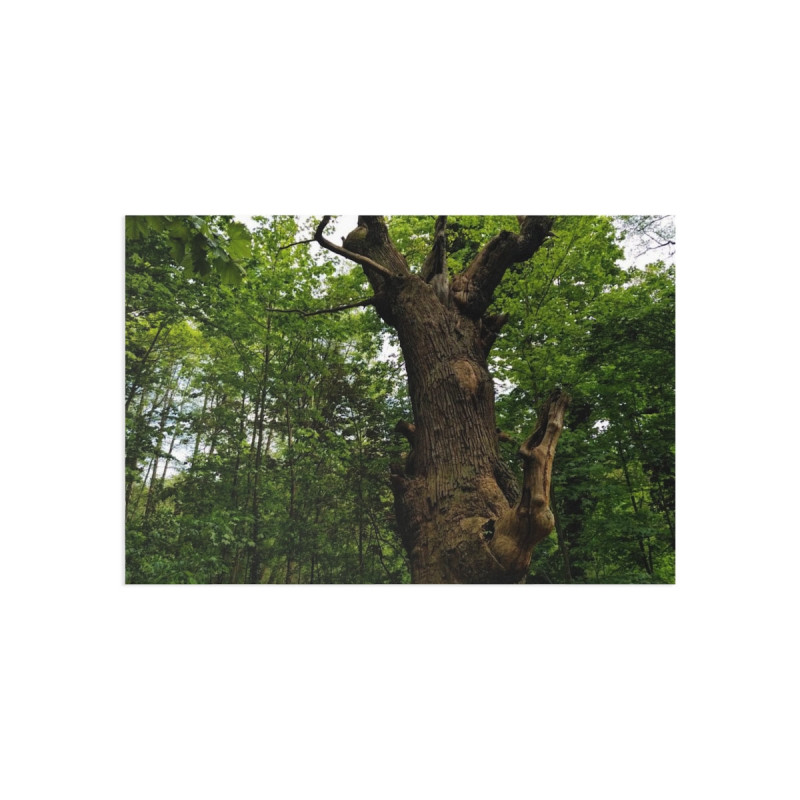 Ancient Oak in Spring