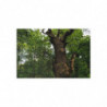 Ancient Oak in Spring