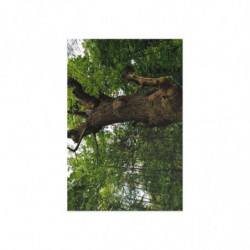 Ancient Oak in Spring