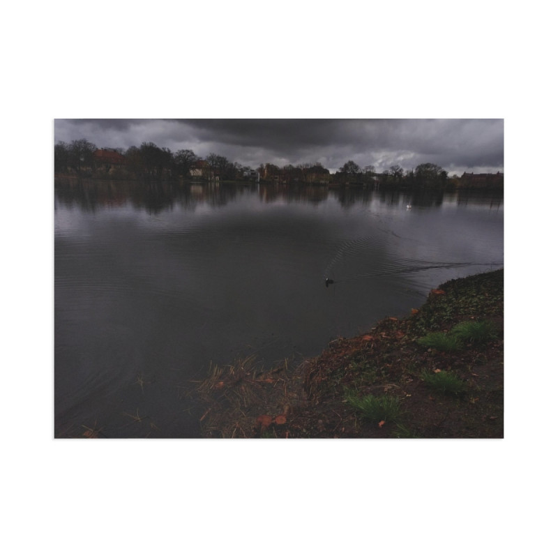 Wild January
