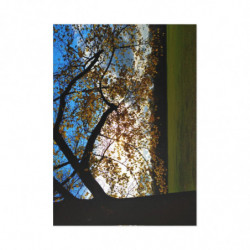 Sunny Autumn