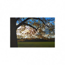 Sunny Autumn