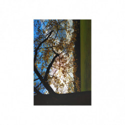 Sunny Autumn