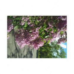 Lilac May