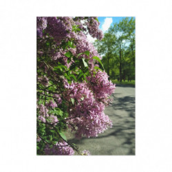 Lilac May