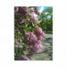 Lilac May