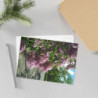 Lilac May