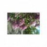 Lilac May