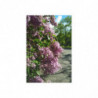 Lilac May