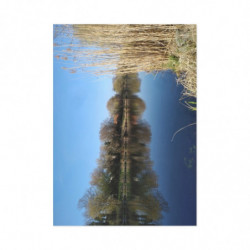 Fine Art Postcards — January Serene Lakeside