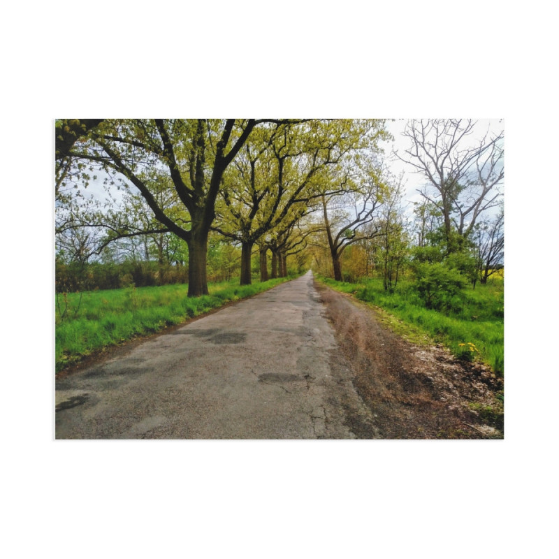 Fine Art Postcards — March Scenic Spring Countryroad