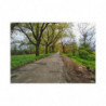 Fine Art Postcards — March Scenic Spring Countryroad