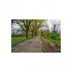 Fine Art Postcards — March Scenic Spring Countryroad