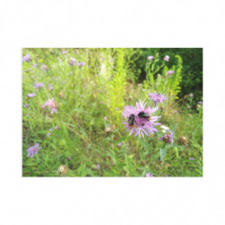 Fine Art Postcards — May...