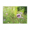 Fine Art Postcards — May Wildflower Bumblebee