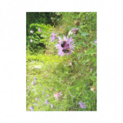 Fine Art Postcards — May Wildflower Bumblebee
