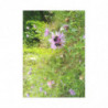 Fine Art Postcards — May Wildflower Bumblebee
