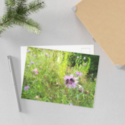 Fine Art Postcards — May Wildflower Bumblebee