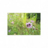 Fine Art Postcards — May Wildflower Bumblebee