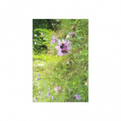 Fine Art Postcards — May Wildflower Bumblebee
