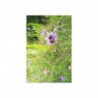 Fine Art Postcards — May Wildflower Bumblebee