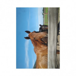 Fine Art Postcards — August Ranch Horses