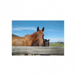 Fine Art Postcards — August Ranch Horses