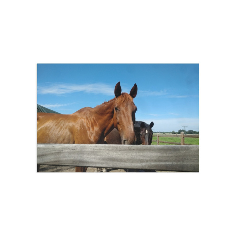 Fine Art Postcards — August Ranch Horses