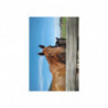 Fine Art Postcards — August Ranch Horses