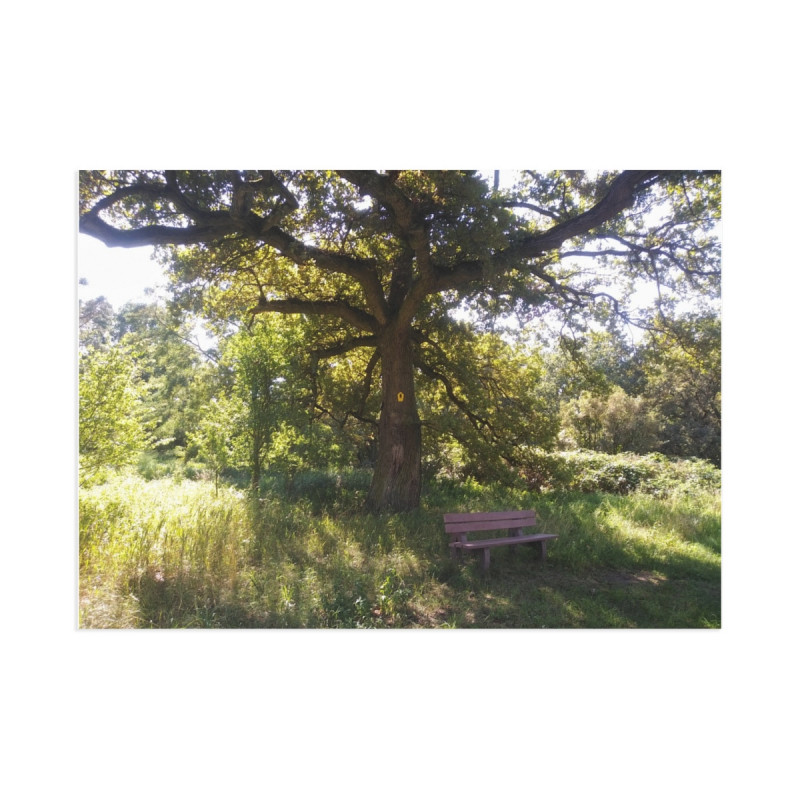 Fine Art Postcards — October Sunlit Oak Tree