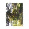 Fine Art Postcards — October Sunlit Oak Tree