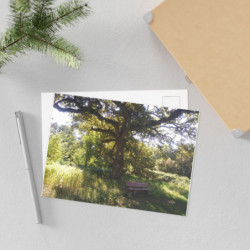 Fine Art Postcards — October Sunlit Oak Tree