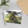 Fine Art Postcards — October Sunlit Oak Tree