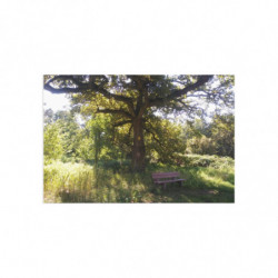 Fine Art Postcards — October Sunlit Oak Tree