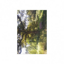 Fine Art Postcards — October Sunlit Oak Tree