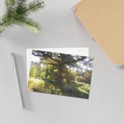 Fine Art Postcards — October Sunlit Oak Tree